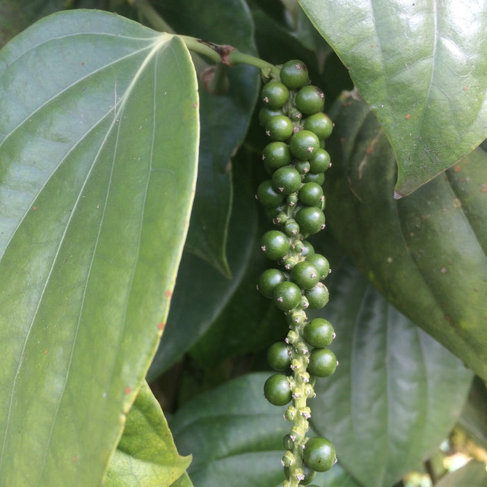 Black Gold - the Pepper plantations of Southern India