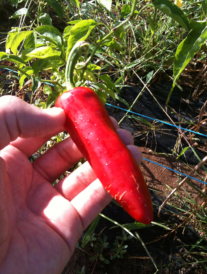 Espelette and its special Pepper