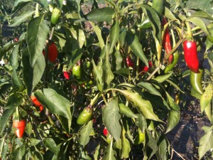 Paprika in Hungary