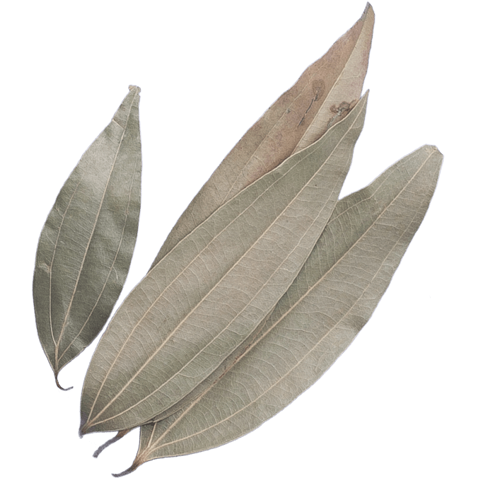 Indian Bay Leaves
