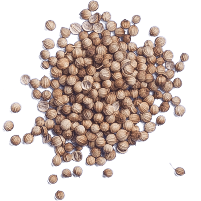 Coriander (Euro)