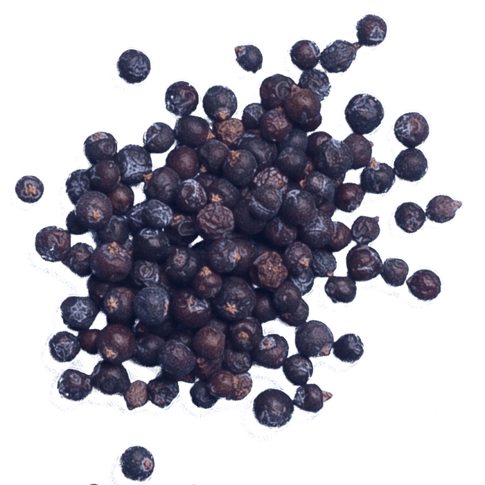 Juniper